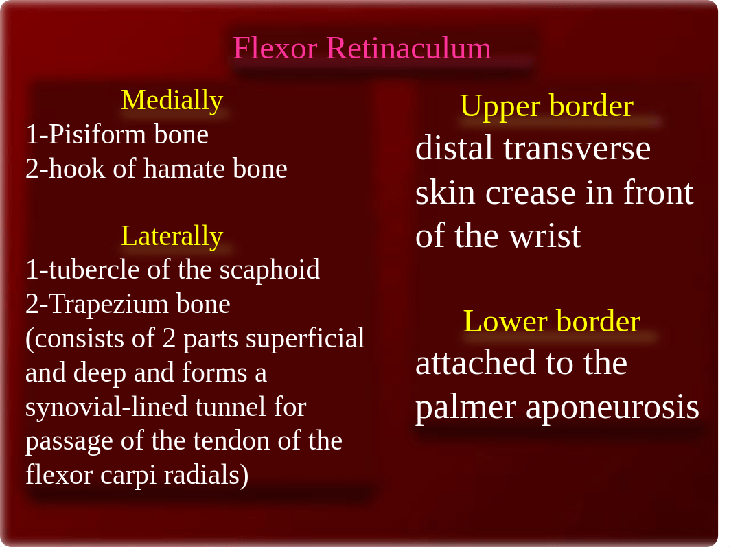 06 Forearm and Hand Muscles_d3u0jcbe2wv_page5