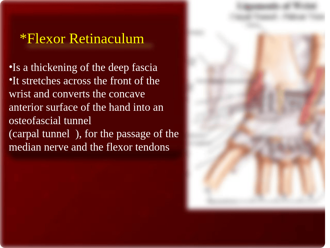 06 Forearm and Hand Muscles_d3u0jcbe2wv_page3