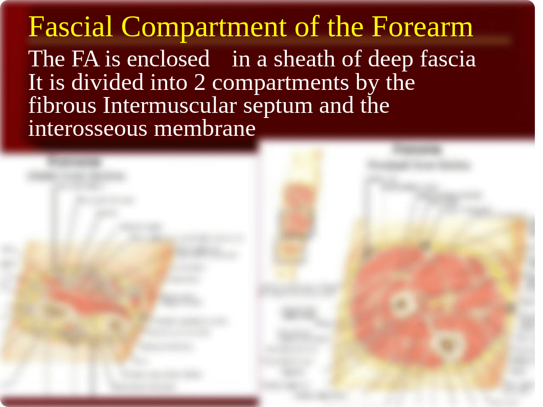 06 Forearm and Hand Muscles_d3u0jcbe2wv_page2