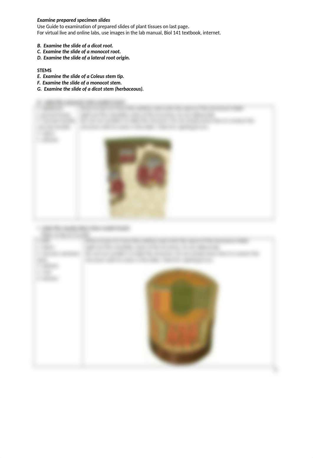 Plant Anatomy Virtual Lab Worksheet and Review for Test 2 211216.docx_d3uhojo2o41_page2