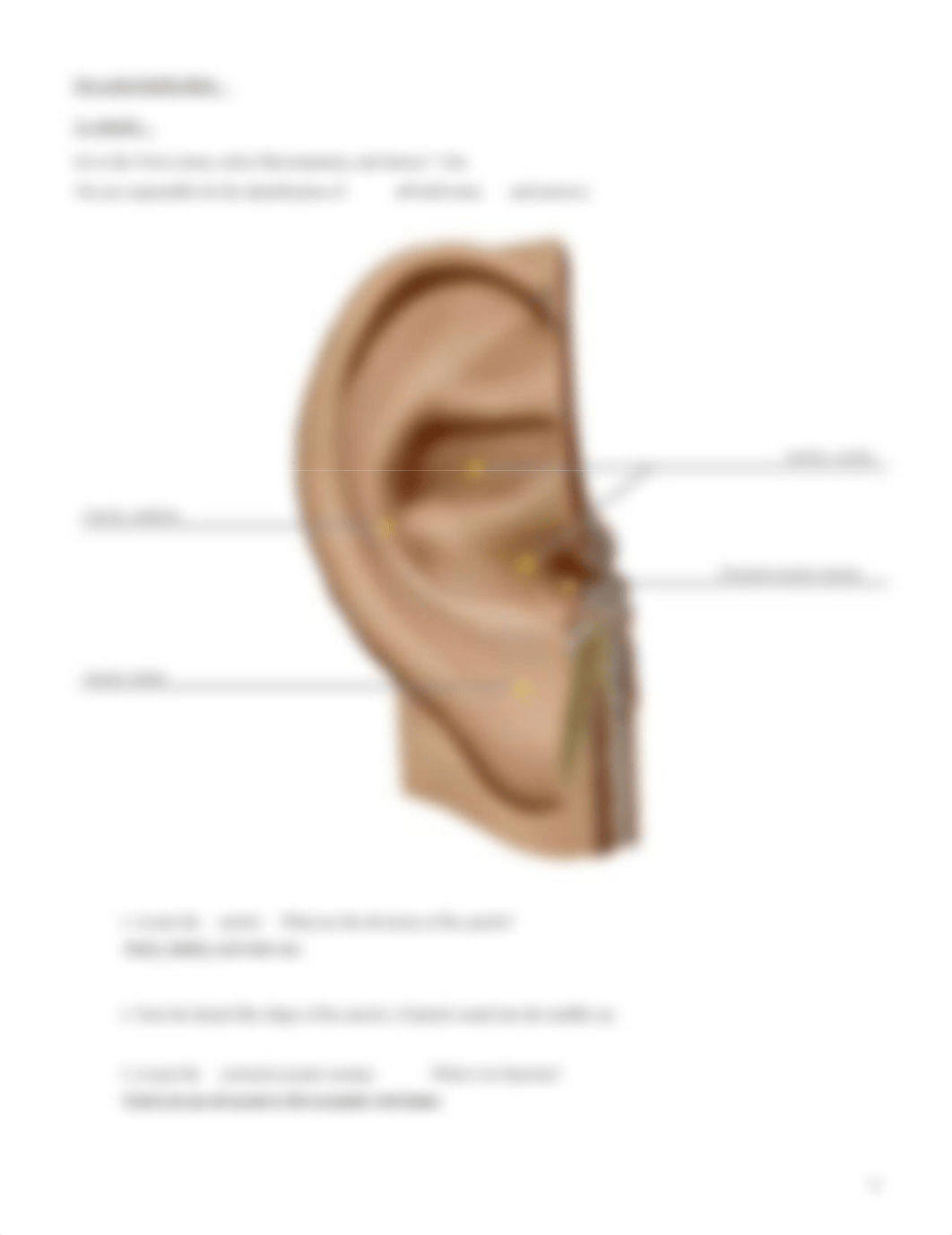 lab manual_senses ear_atlas.pdf_d3v3qvngp86_page4