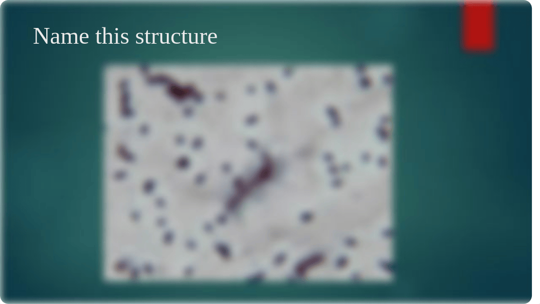 Microbiology Practical_d3vtxf70efv_page2