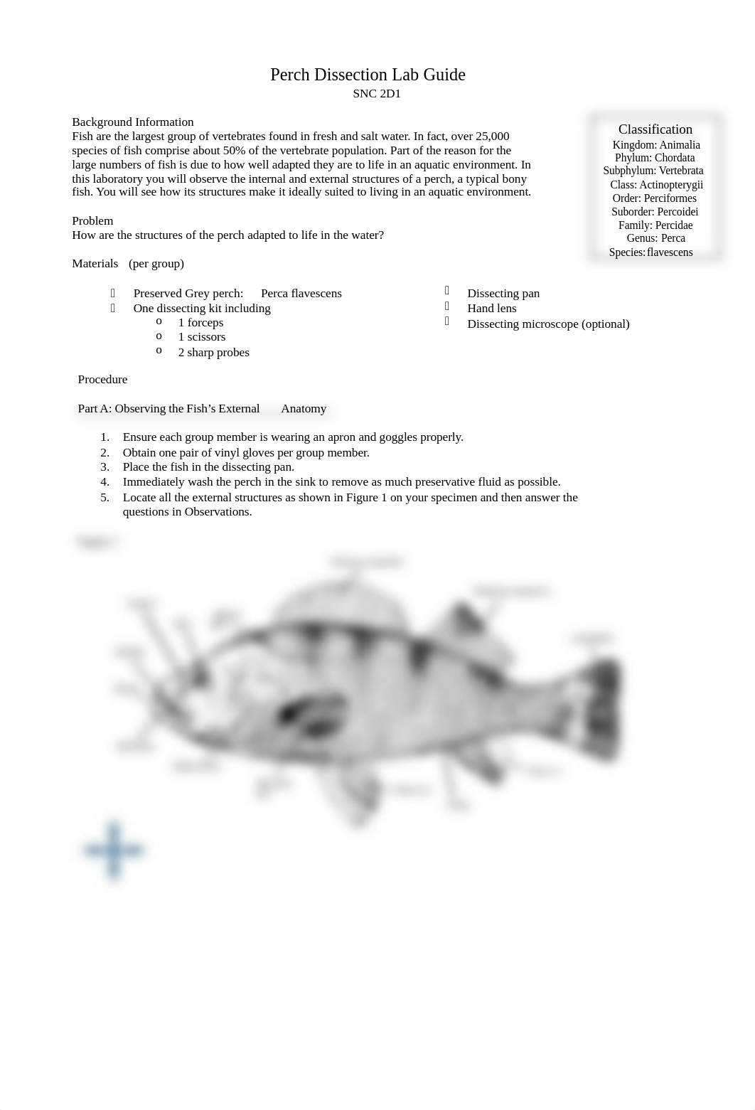 perch-dissection-lab-guide.pptx_d3vz64ful8g_page1