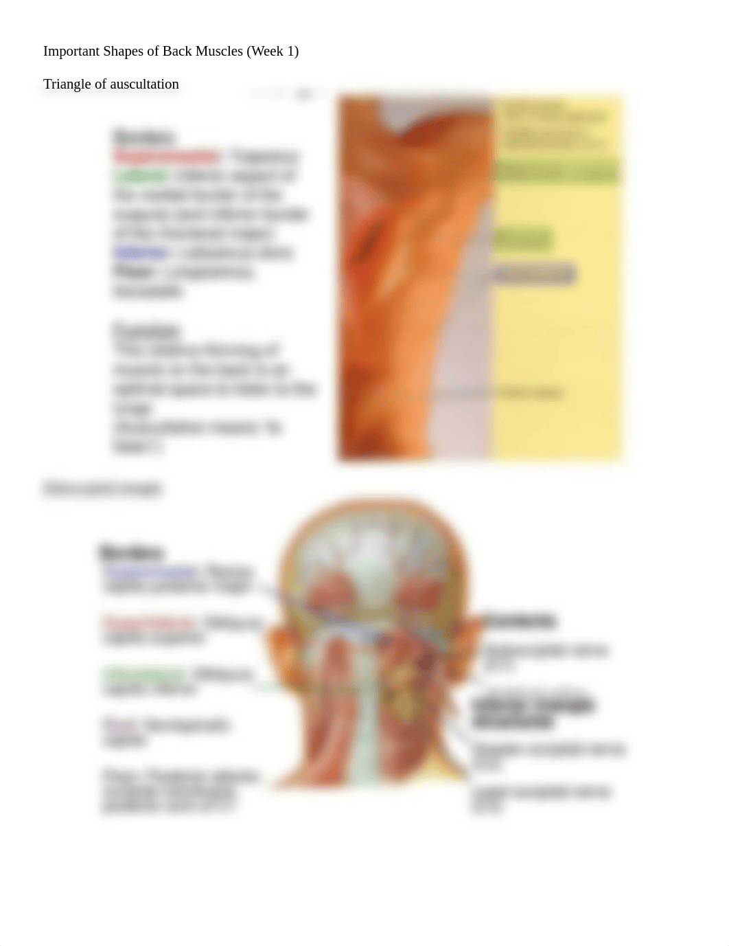 Important Shapes of Back Muscles.docx_d3w8zjvan2g_page1