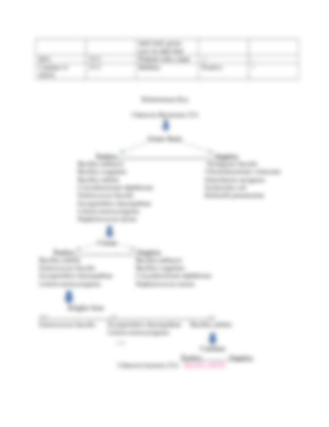 Unknown Bacteria Lab_LeeM.docx_d3wce4r6xph_page3