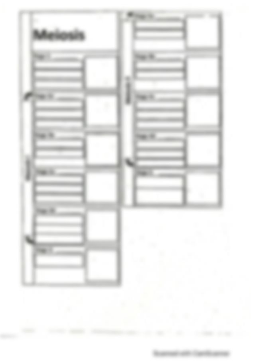 meiosis foldable template.pdf_d3wp34zmzft_page1