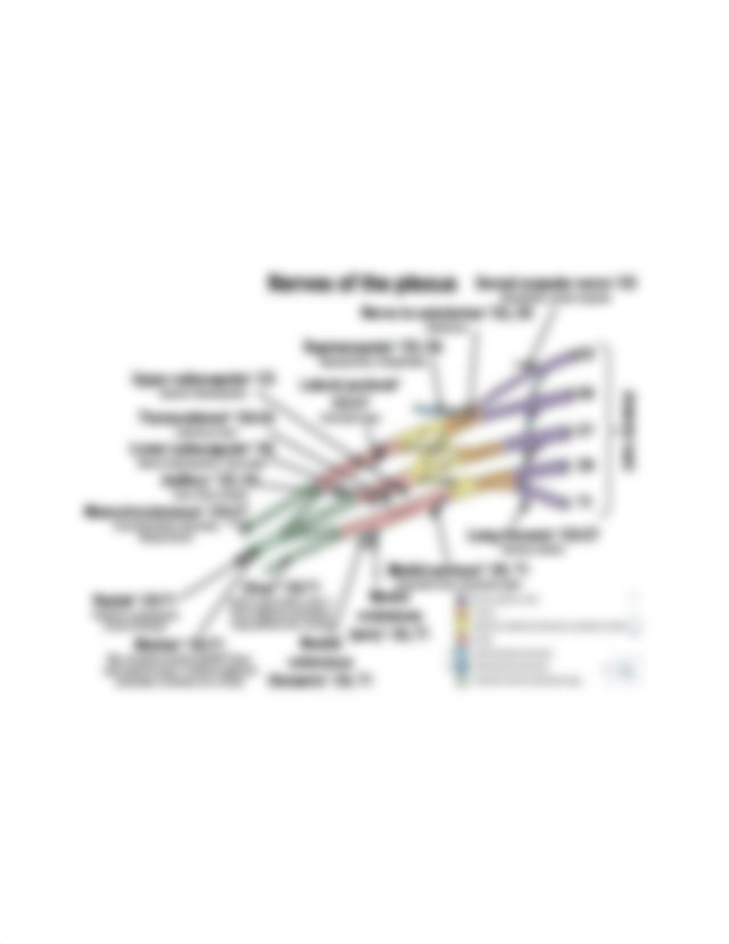 2. REEVES_BRACHIAL PLEXUS STUDYSHEET.pdf_d3wzrzrk979_page3