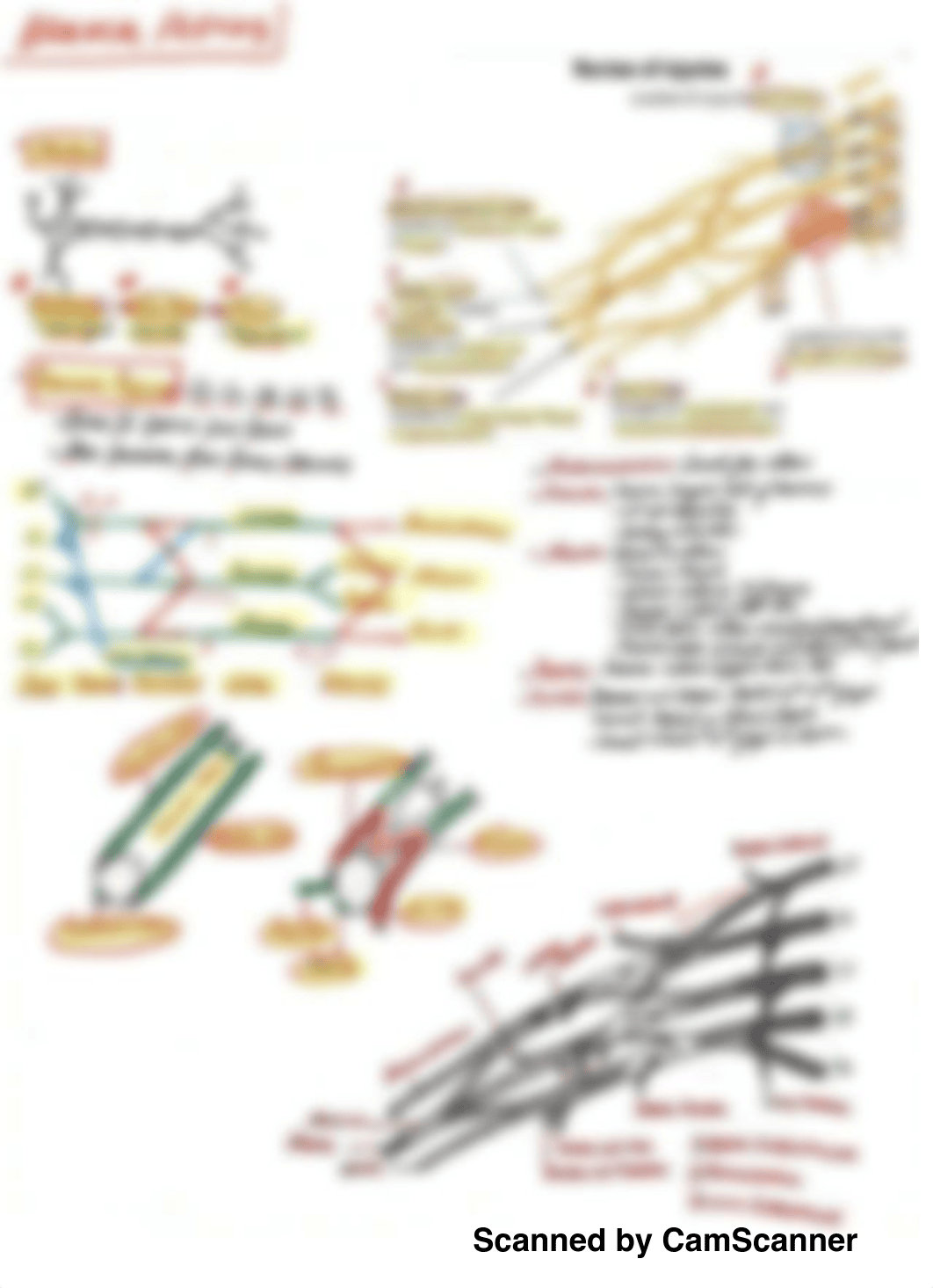 2. REEVES_BRACHIAL PLEXUS STUDYSHEET.pdf_d3wzrzrk979_page4