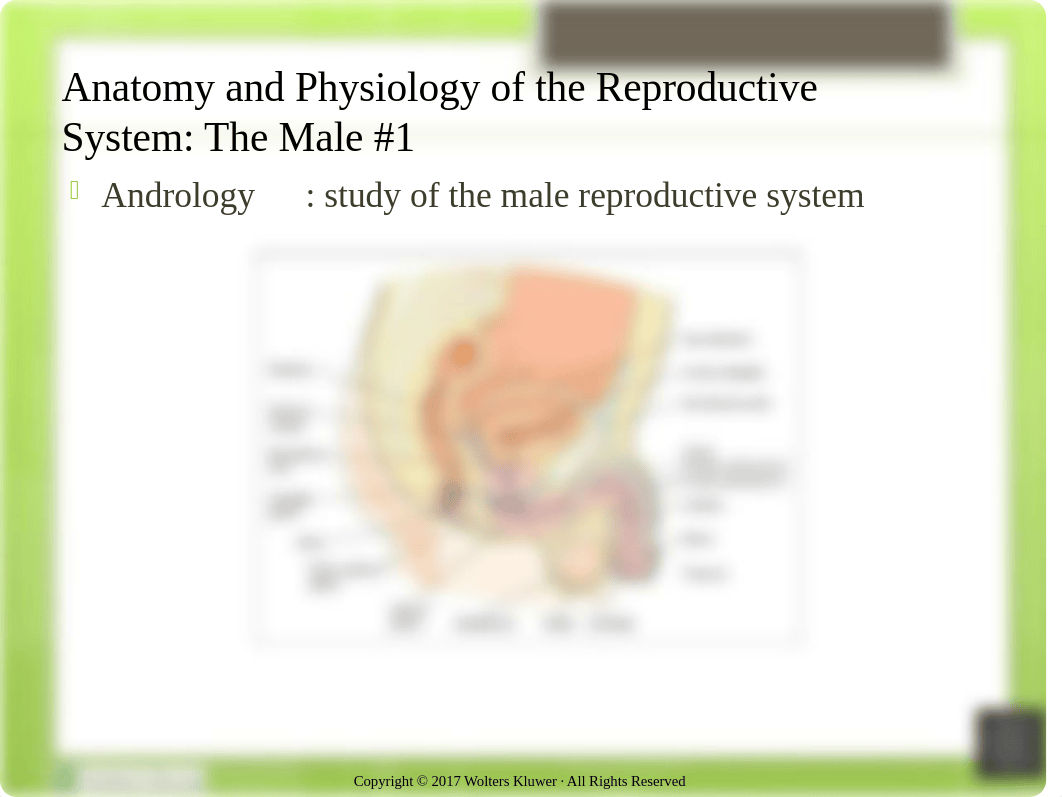 OB PPt Chapter 5 Nursing Role in Reproductive and Sexual Health.pptx_d3xql6i8314_page4