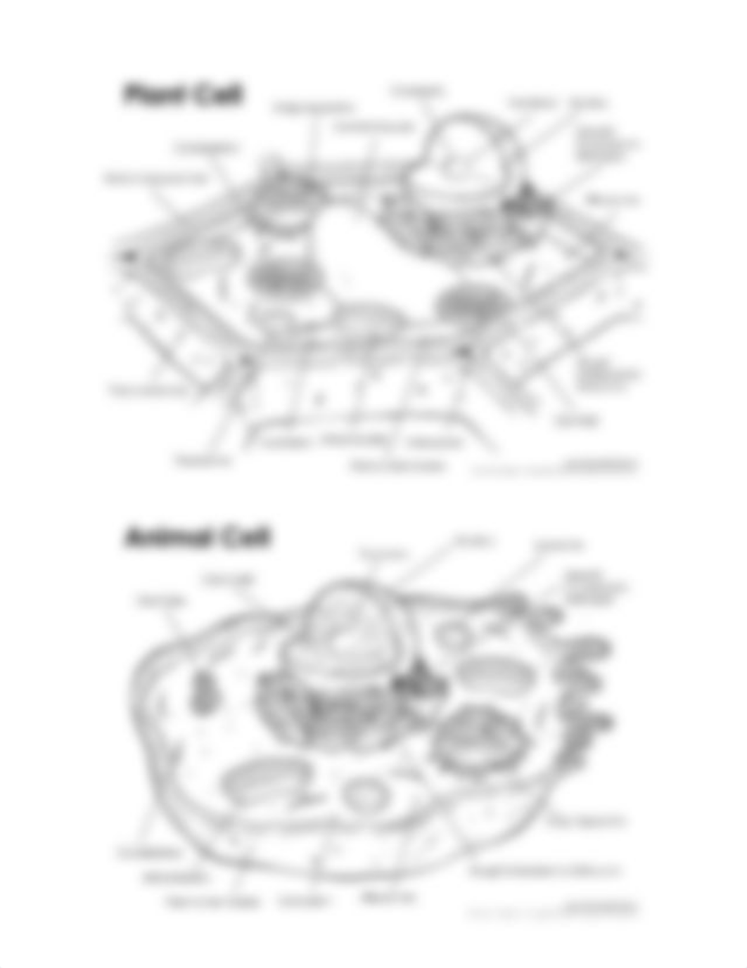 2-animal-cell-plant-cell-labeled-2018.pdf_d3xvy5pj5on_page1