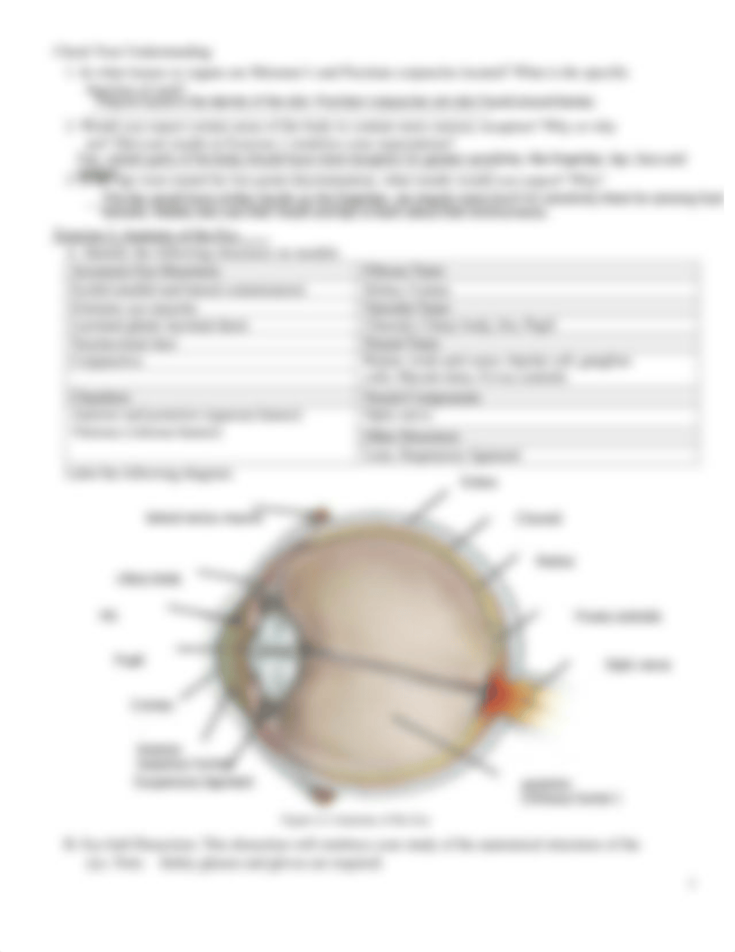 Ch 6_General and Special Senses-1.pdf_d3yprwf8ecl_page3