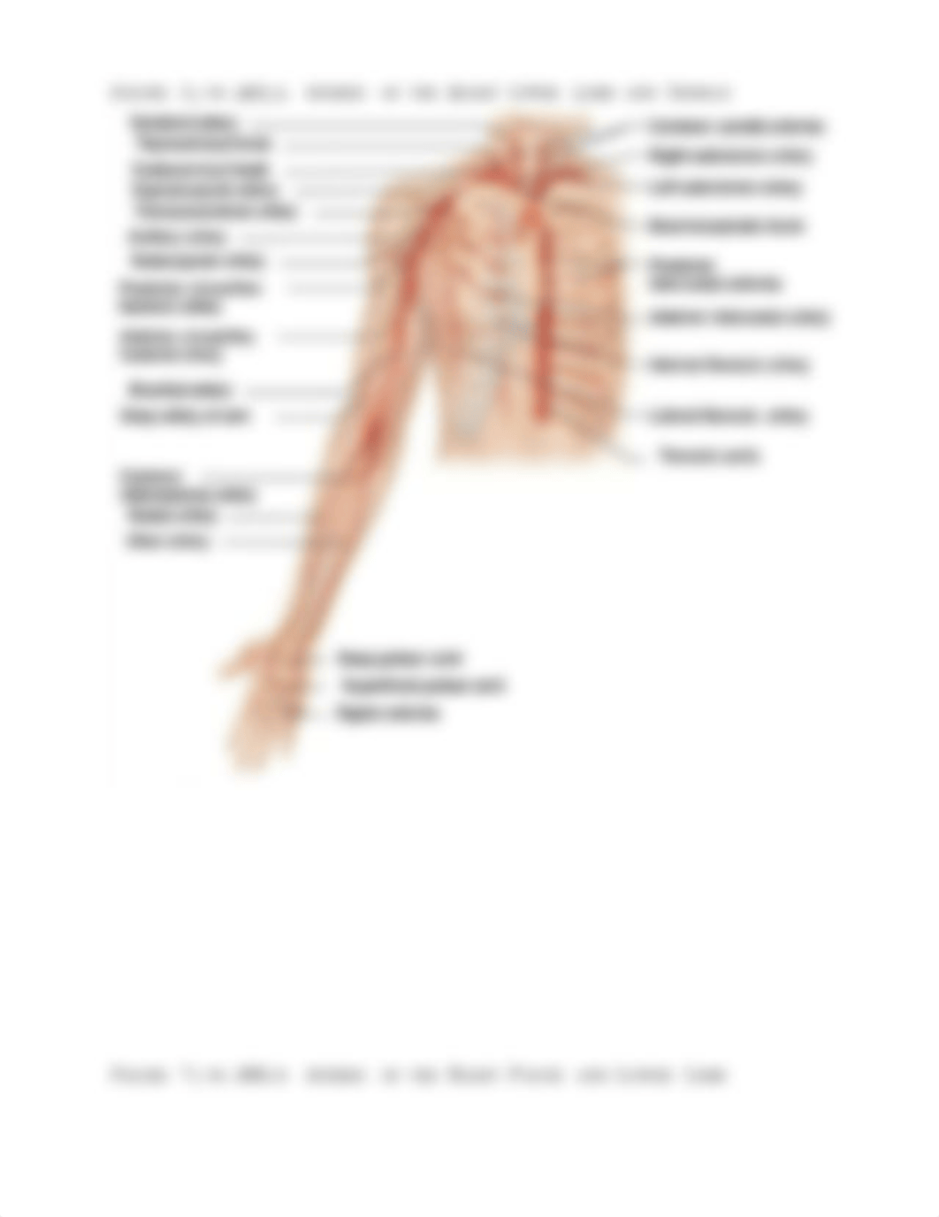 Lab Practical 2 - Study Guide.docx_d3yrmwudein_page3