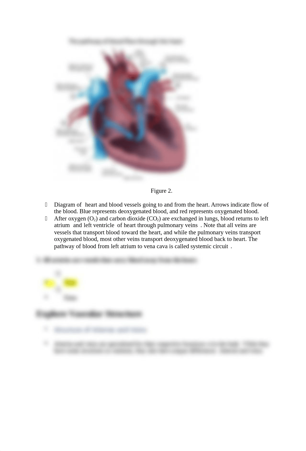 Lab#4 Cardiovascular System Blood Vessels Feta Pig Dissection Lab.docx_d3yyh5fmbhw_page4