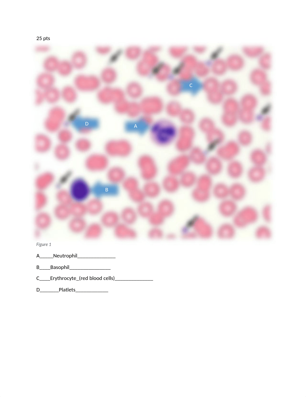 IDENTIFY BLOOD CELLS Lab QUESTIONS EDITED rowan.docx_d3z07s9d243_page1