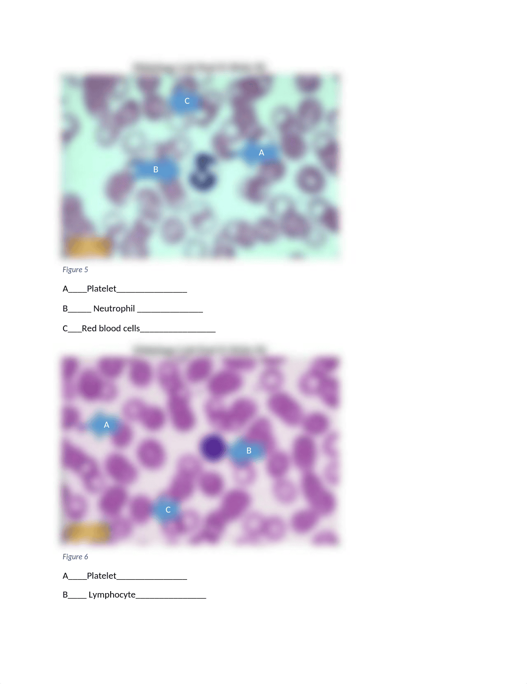 IDENTIFY BLOOD CELLS Lab QUESTIONS EDITED rowan.docx_d3z07s9d243_page5