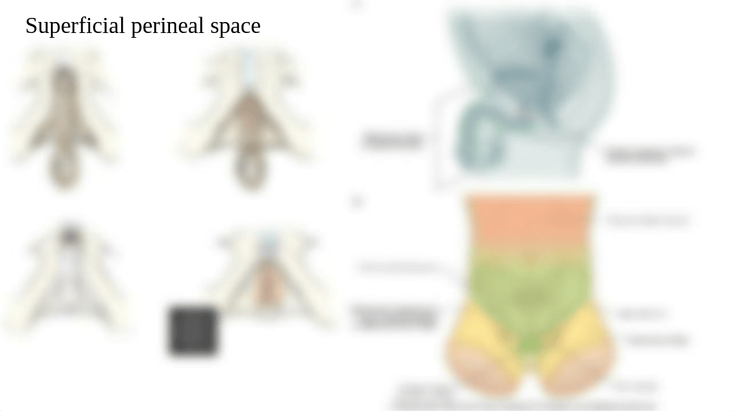 Anatomy 15.pptx_d3zrtpzt8yn_page2