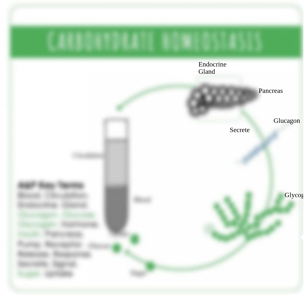 2.3 Infographic Glucose Homeostasis.pdf_d3zwwykmy05_page1