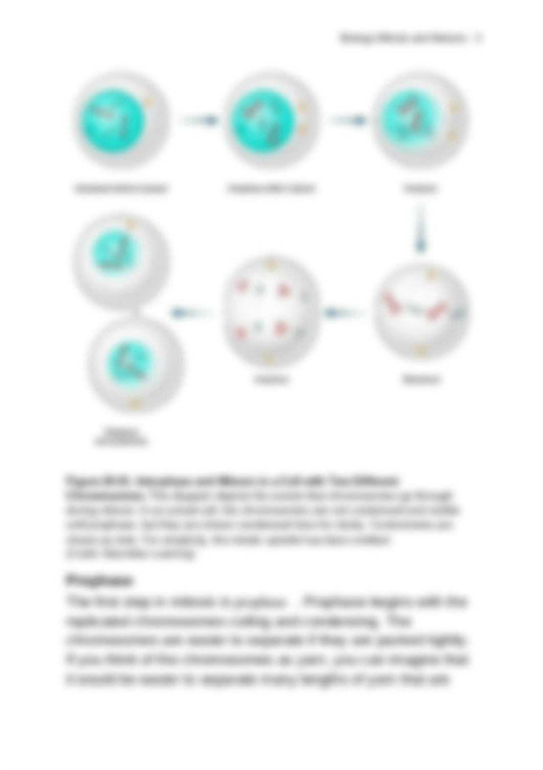 Lab_Manual_Mitosis_and_Meiosis.pdf_d40h5ywixw1_page3