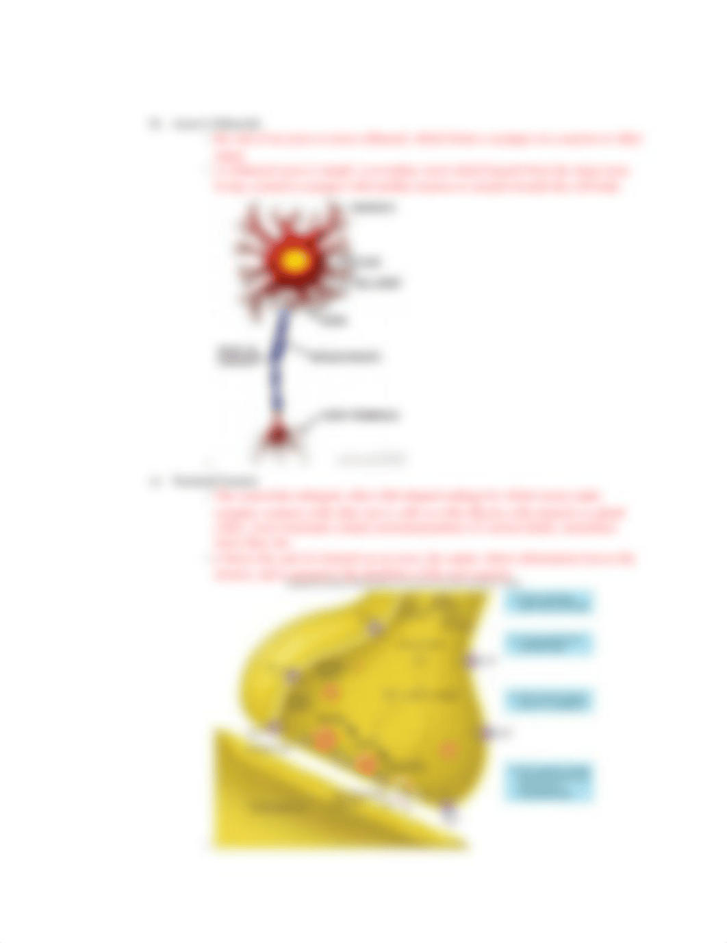 Anatomy Chapter 11,12_d40ubrsxiut_page3