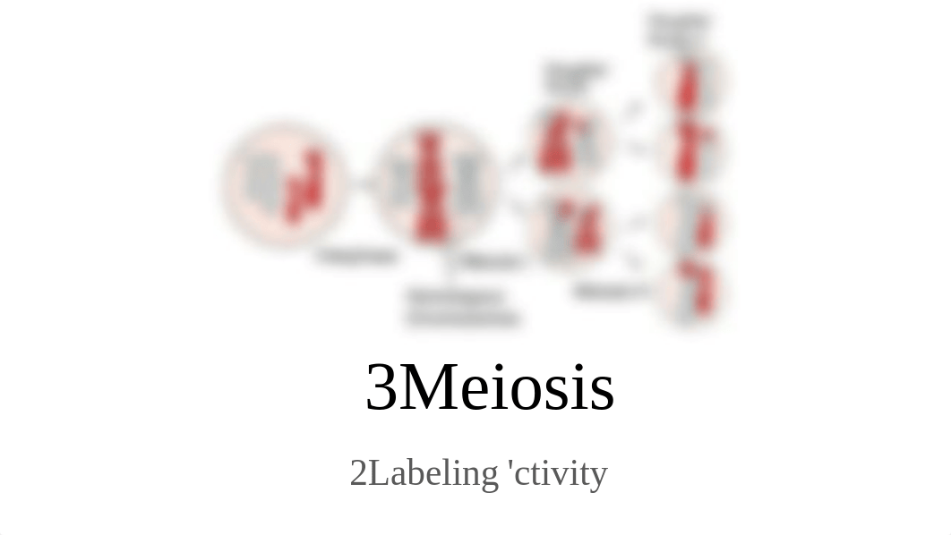 Copy of Meiosis Labeling.pdf_d415rip173g_page1