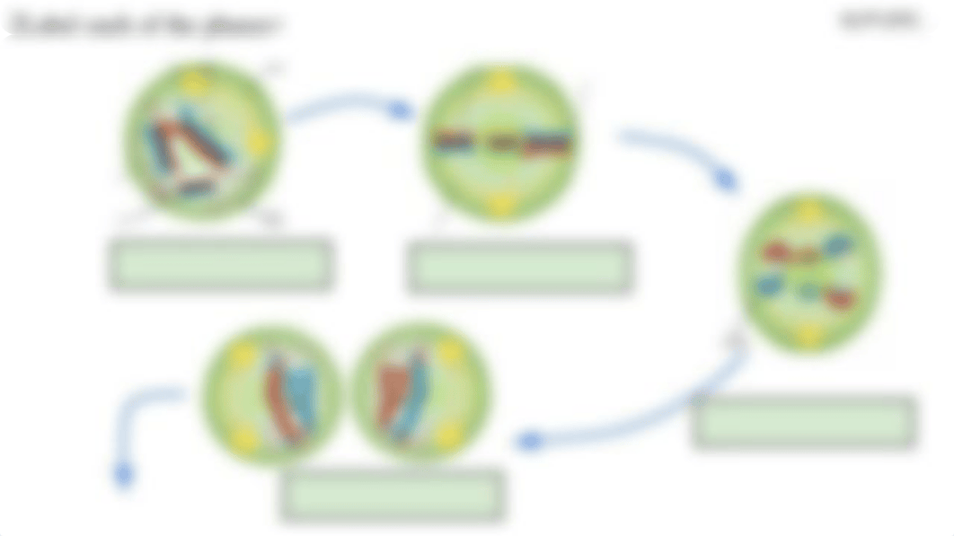 Copy of Meiosis Labeling.pdf_d415rip173g_page3