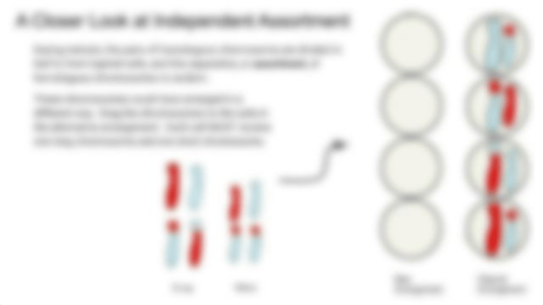 Copy of Meiosis Labeling.pdf_d415rip173g_page5