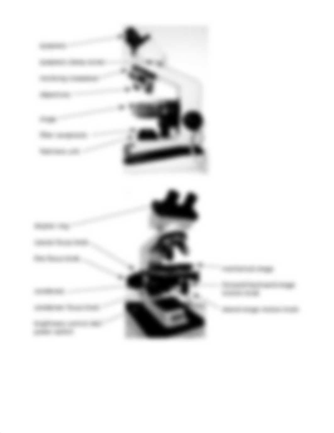 Lab 2 Microscopy Write up biology.pdf_d41ho3frr3z_page3