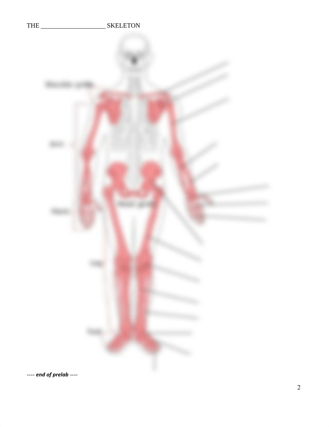 LAB 3 - Bones and Joints.pdf_d42gul7h451_page2