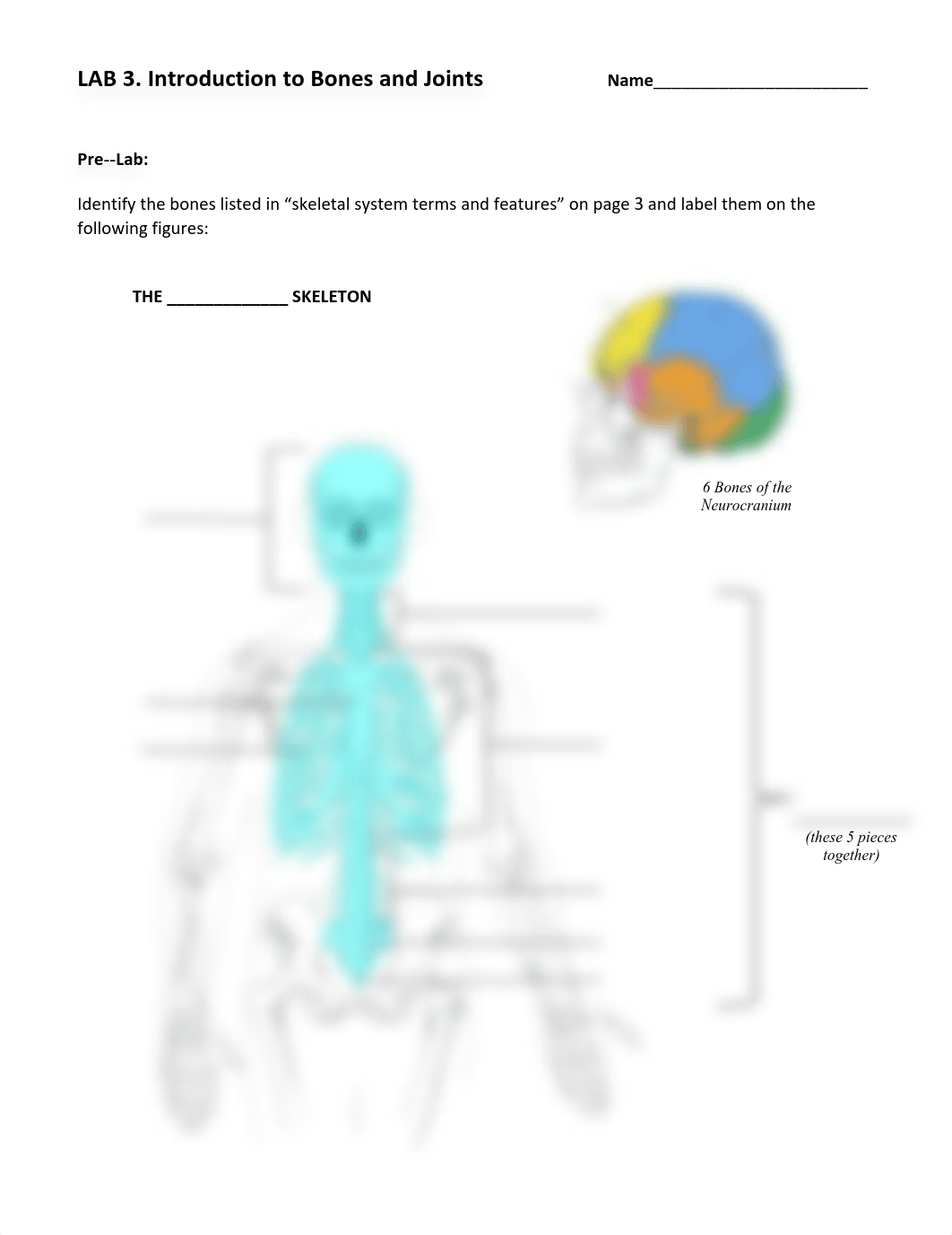 LAB 3 - Bones and Joints.pdf_d42gul7h451_page1