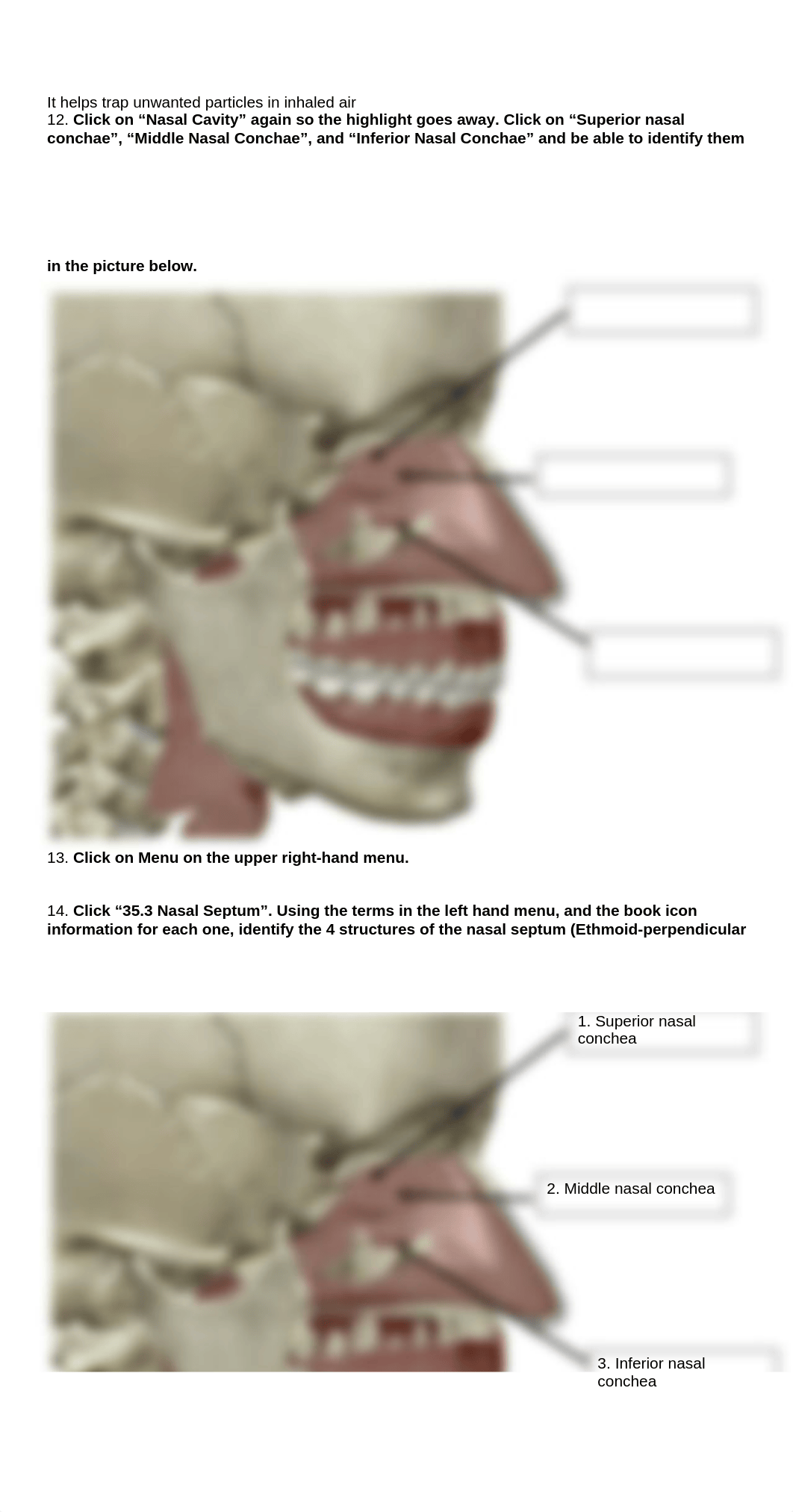 BIO 211 Lab 5.docx_d42jai1vvtv_page2