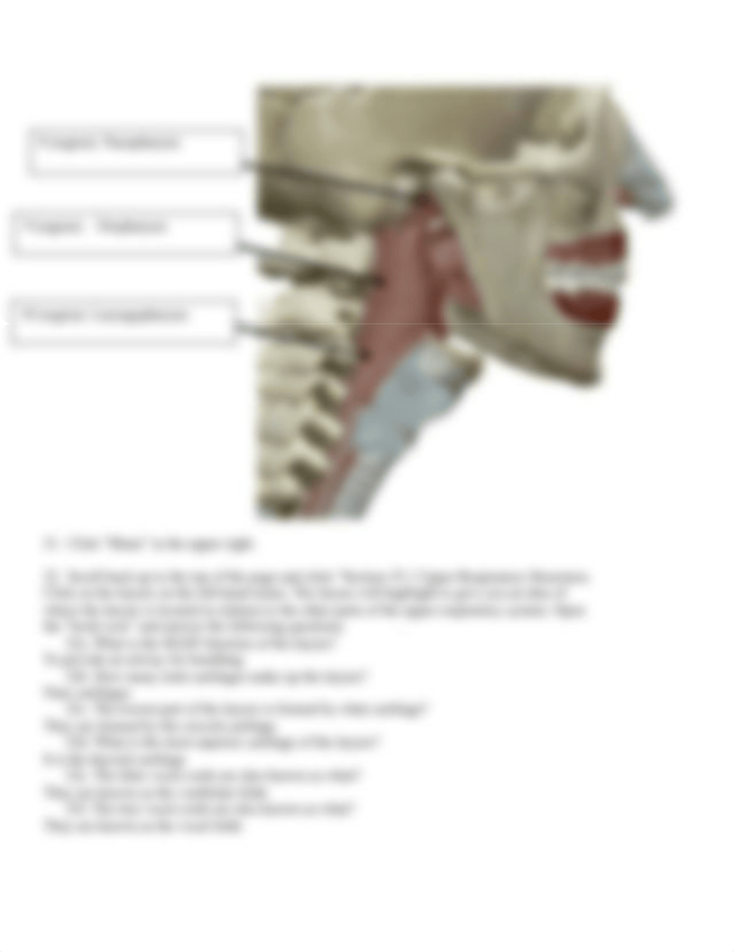 BIO 211 Lab 5.docx_d42jai1vvtv_page5