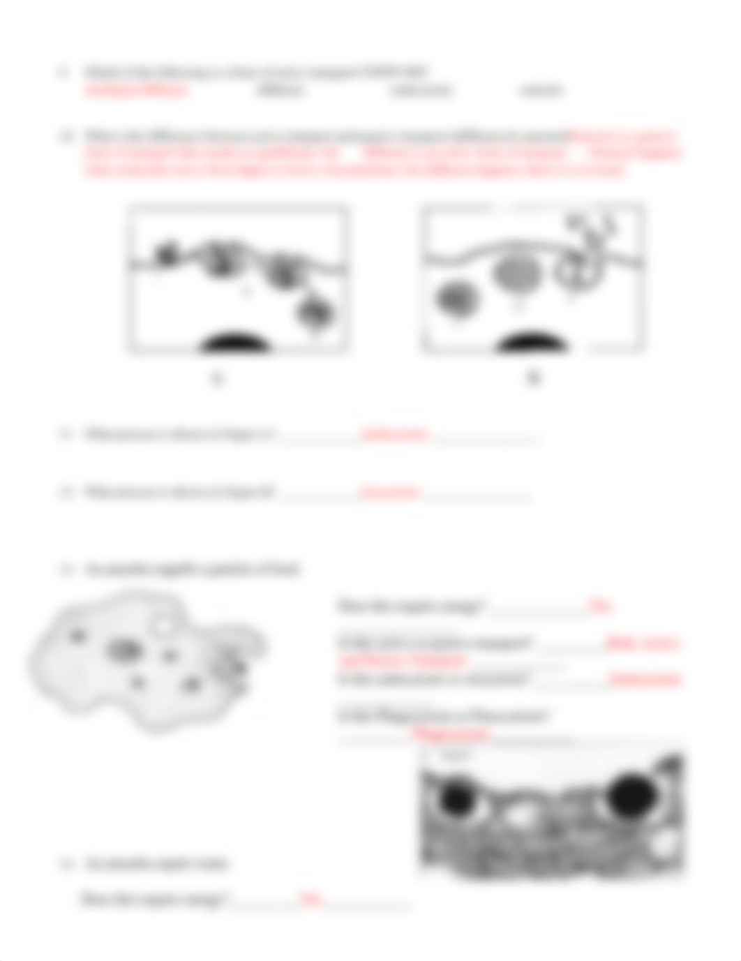 Active Transport vs Passive Transport Worksheet Answer Sheet.docx_d43abgmn9tb_page3