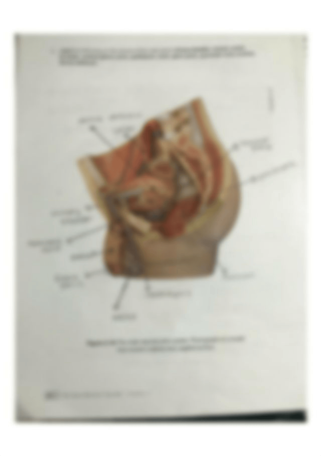 anatomy lab page 82.jpg_d44nyno42vh_page1