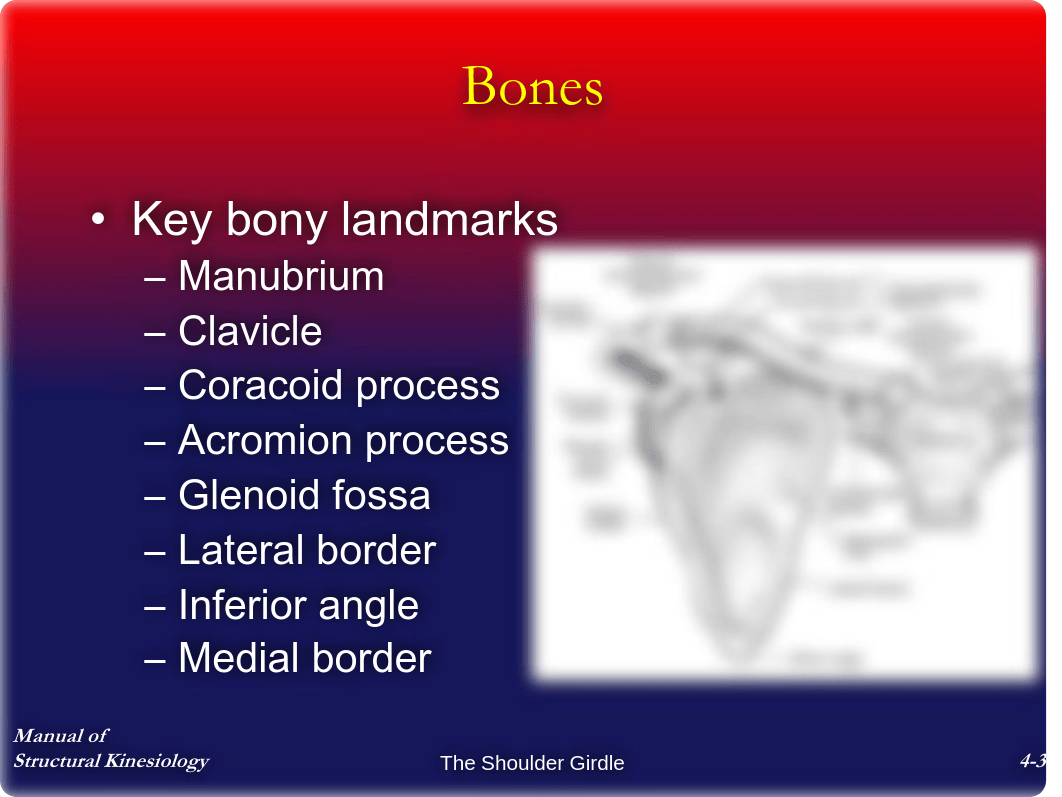 Chap4 - The Shoulder Girdle - Notes_d46dkhdu62g_page3