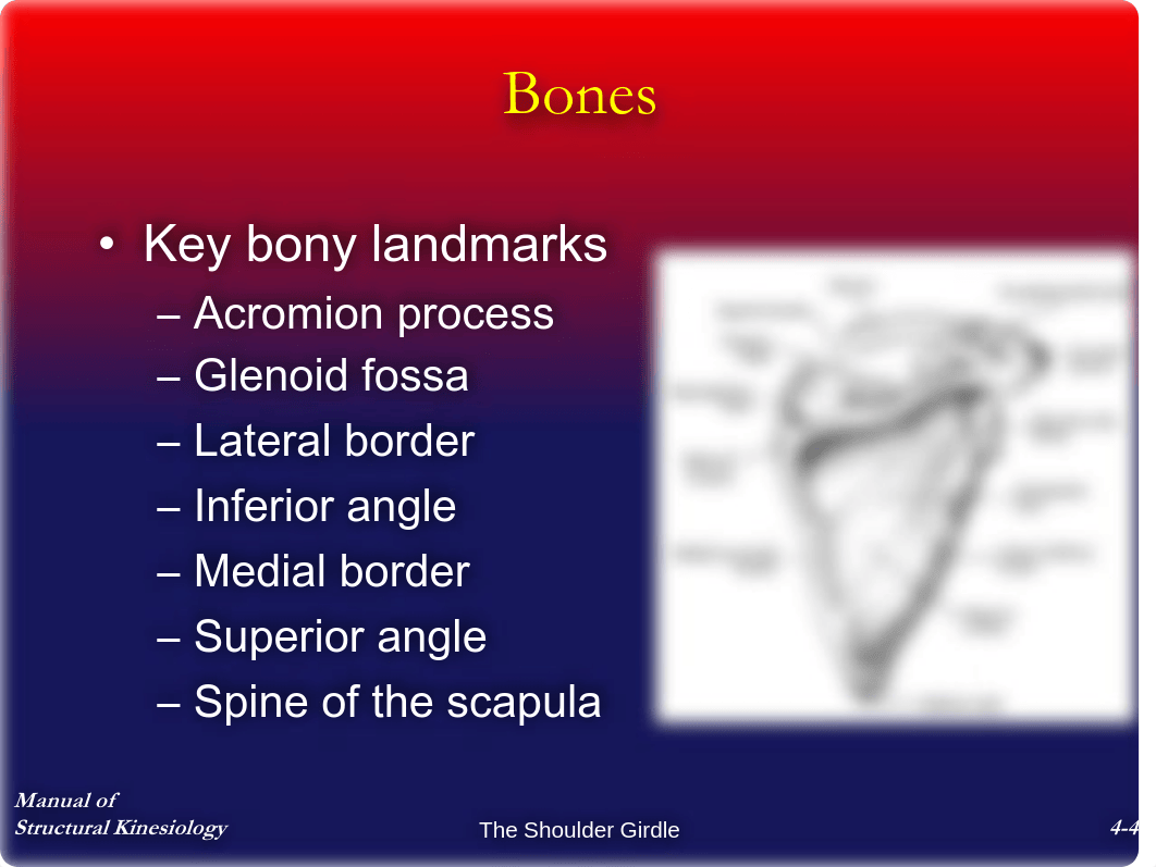 Chap4 - The Shoulder Girdle - Notes_d46dkhdu62g_page4