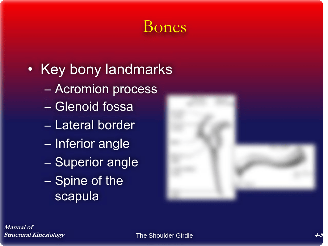 Chap4 - The Shoulder Girdle - Notes_d46dkhdu62g_page5