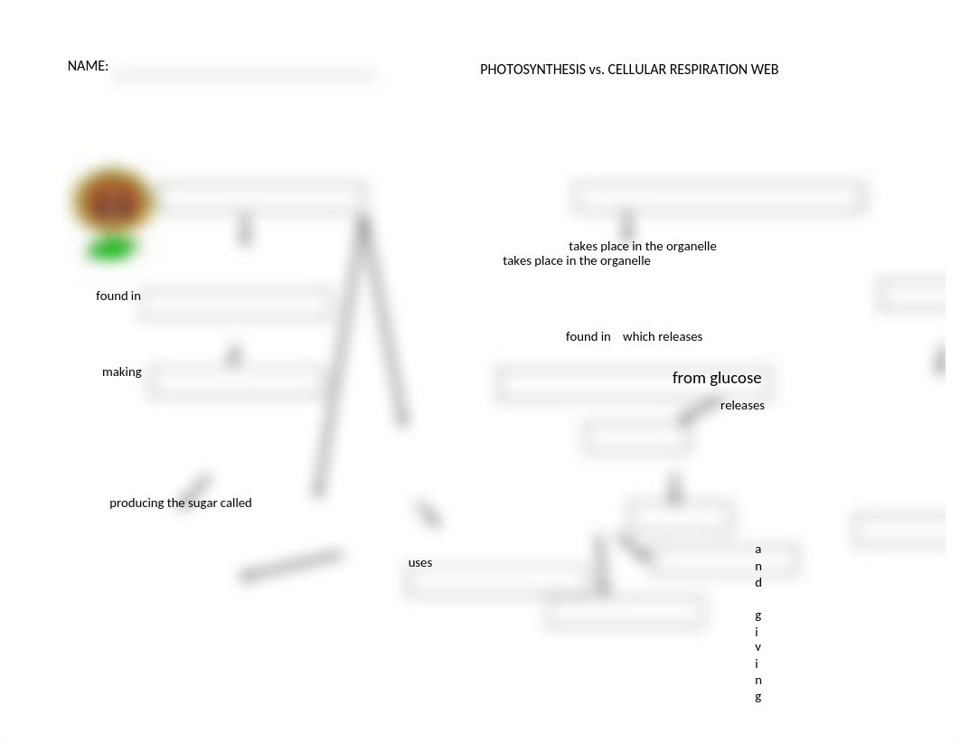 Photosynthesis_vs_Cellular_Respiration (1).docx_d46w8bxhm29_page1