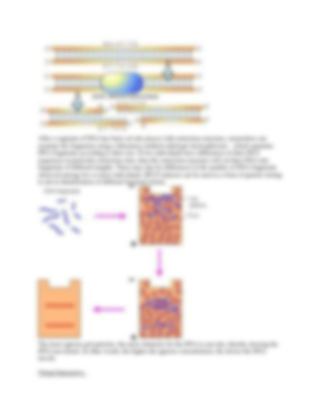 Lab 11 - Virtual DNA Lab.docx_d46wikkr79t_page3