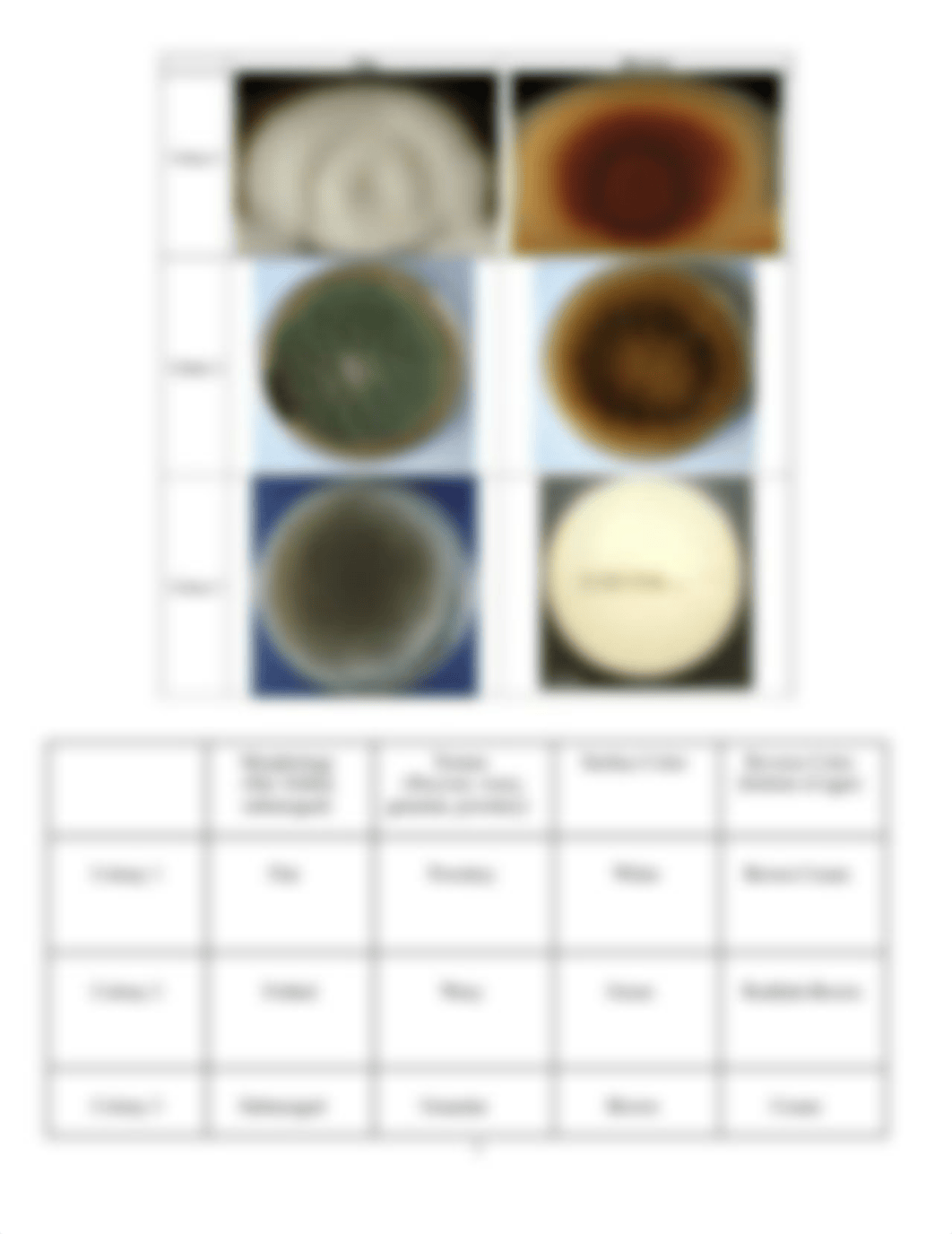 Labs 5-6 Mycology and Parasitology 1.docx_d46xz8c1swy_page3