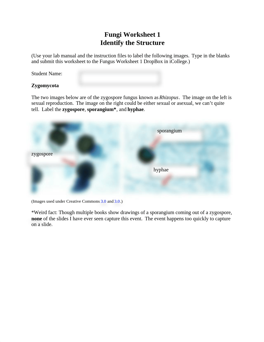 fungiworksheet1.docx_d47jq8wykwh_page1