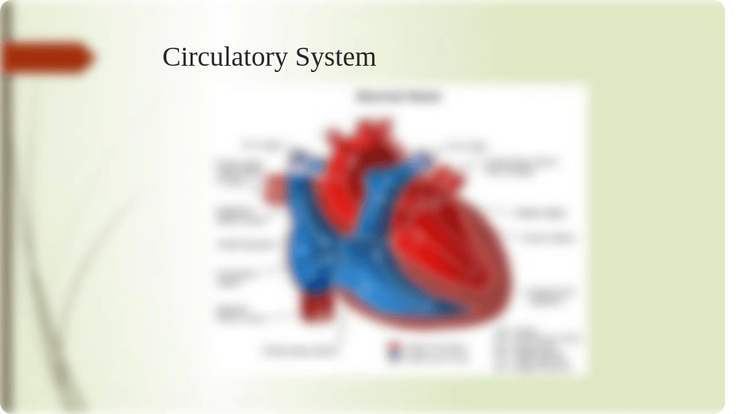 Cardiovascular and Circulatory PP tyoung.pptx_d47l7fnupgc_page5