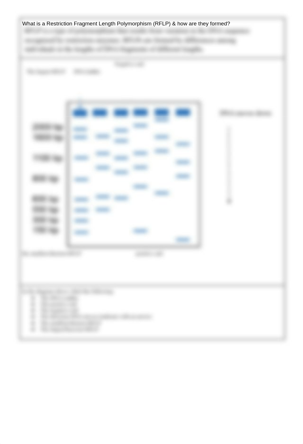 1.1.6 DNA Analysis (1).docx_d47merxt9th_page2