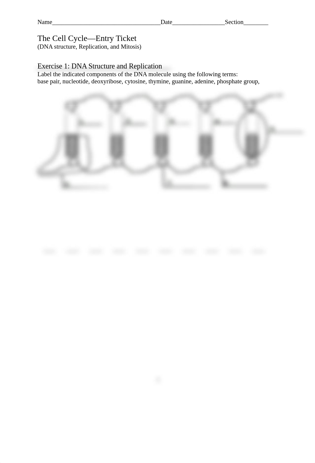 Cell_Cycle_Worksheet.docx_d47t7vtc0yp_page1