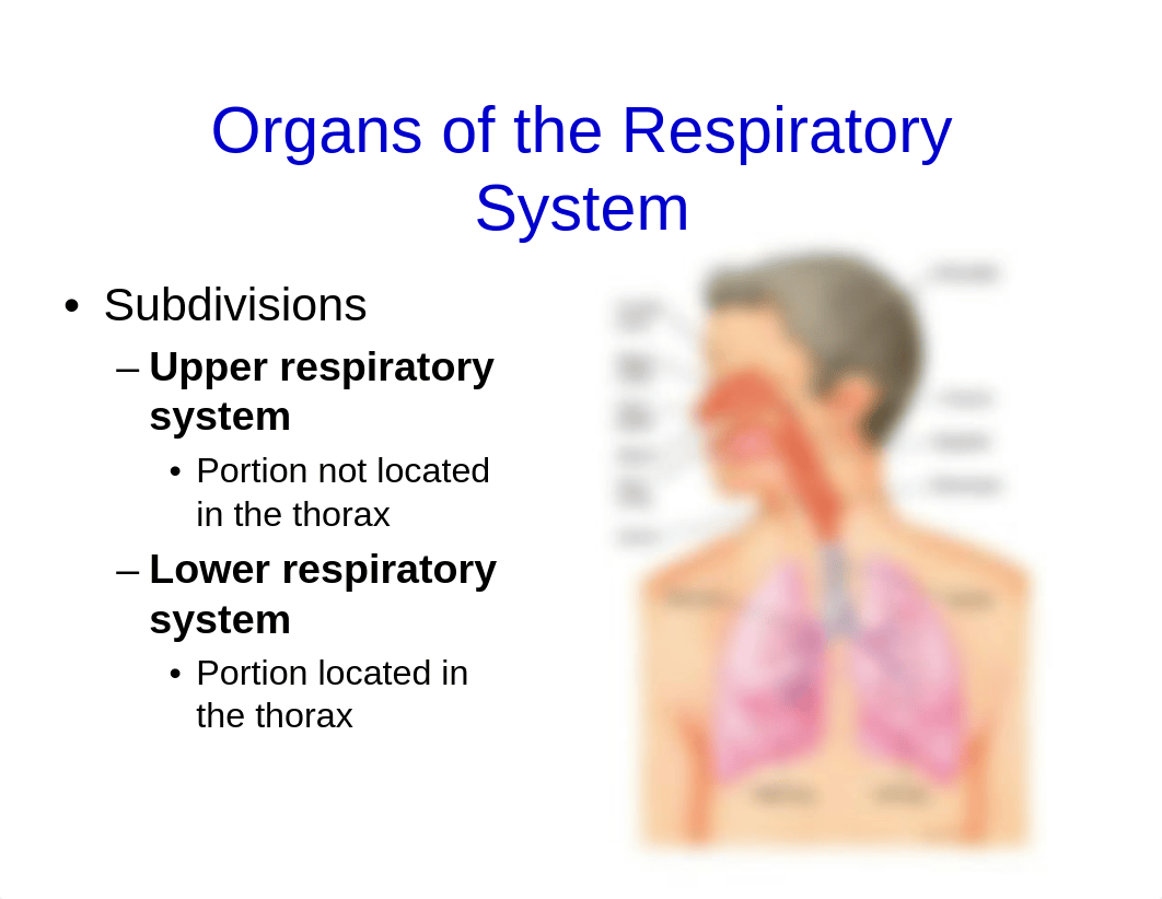 Chapter 14 Part 1 Respiratory System Notes.pdf_d488f7jz702_page5