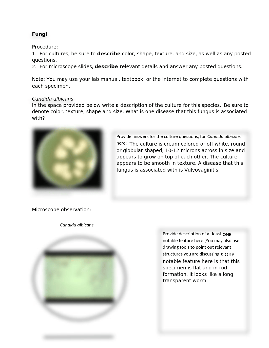 Microbiology Lab 4 Post Lab.docx_d48ug2sl1ms_page1