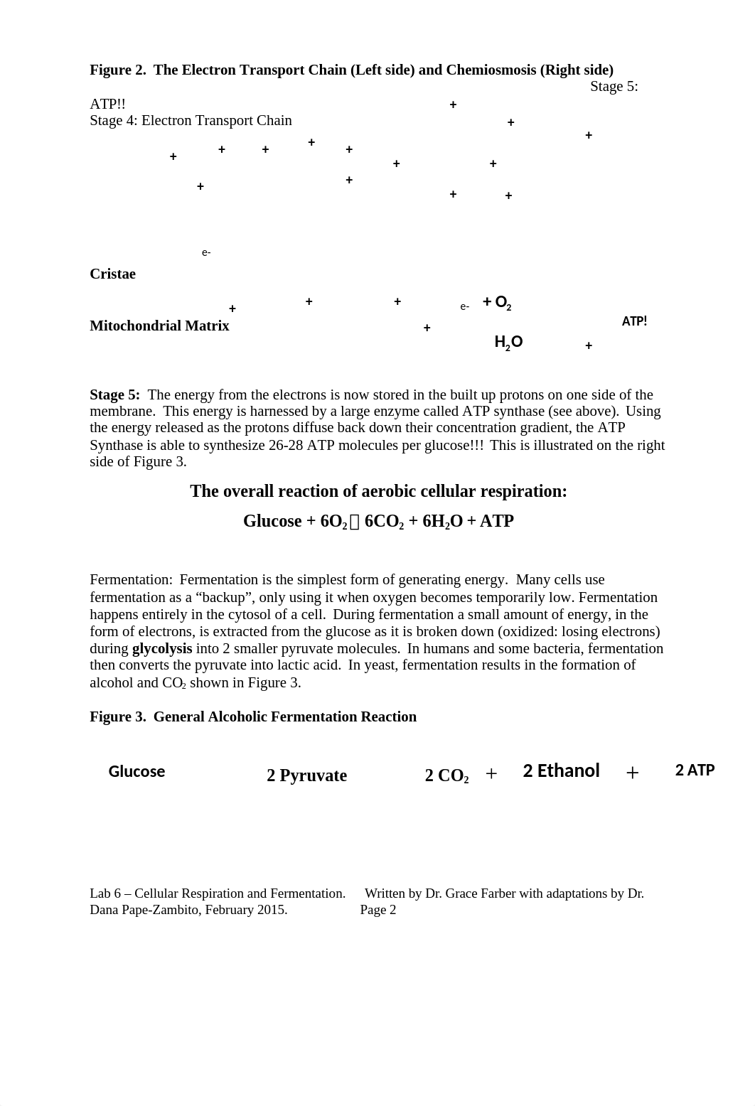 Lab 6_Cell Respiration and Fermentation_d48uuwkz10i_page2