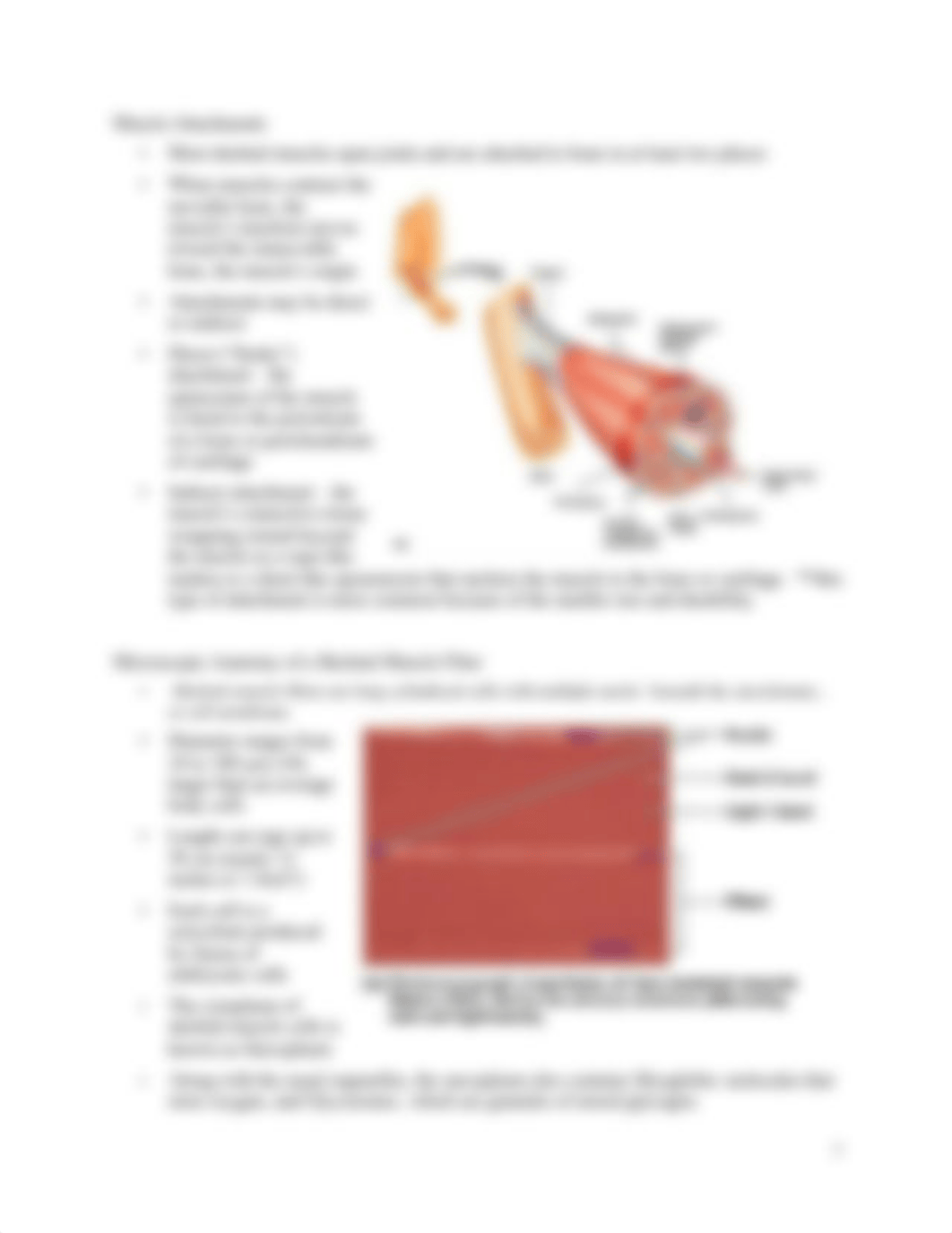 BIO_2113_Lecture_notes_Muscles_Chap_9_d4960pwp9ak_page3