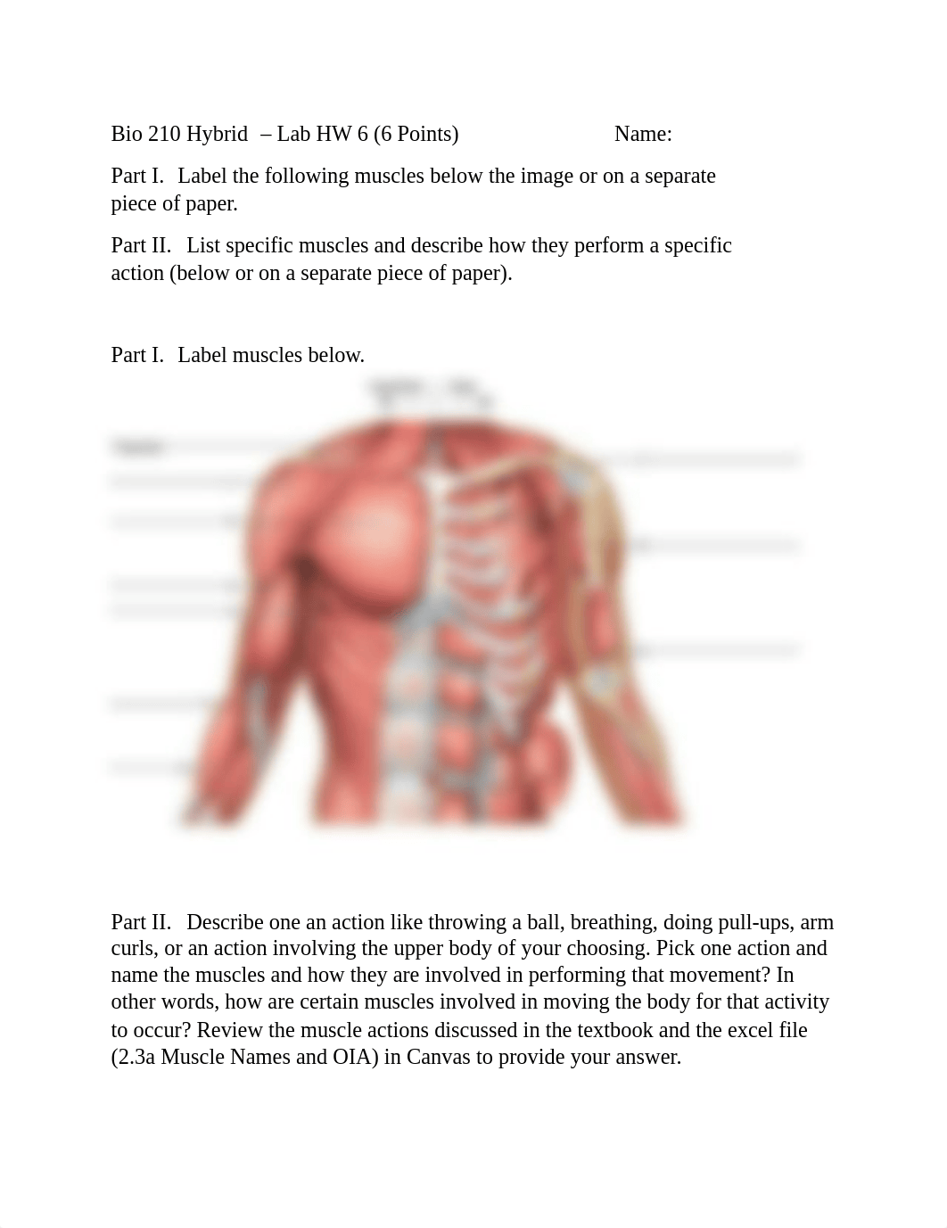 Lab HW 6 Hybrid Muscles of Torso and arm.pdf_d4a0ey28qja_page1