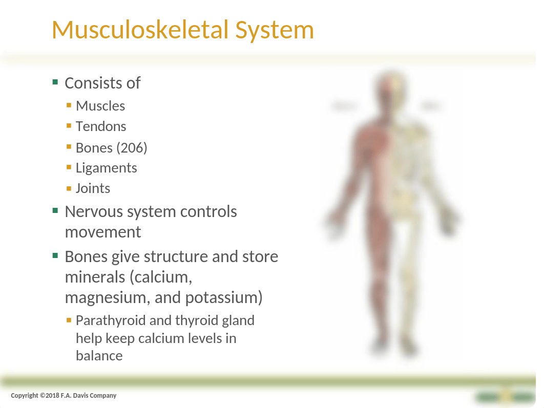 CH 12 Musculoskeletal (1).pptx_d4c4s1eol7p_page3