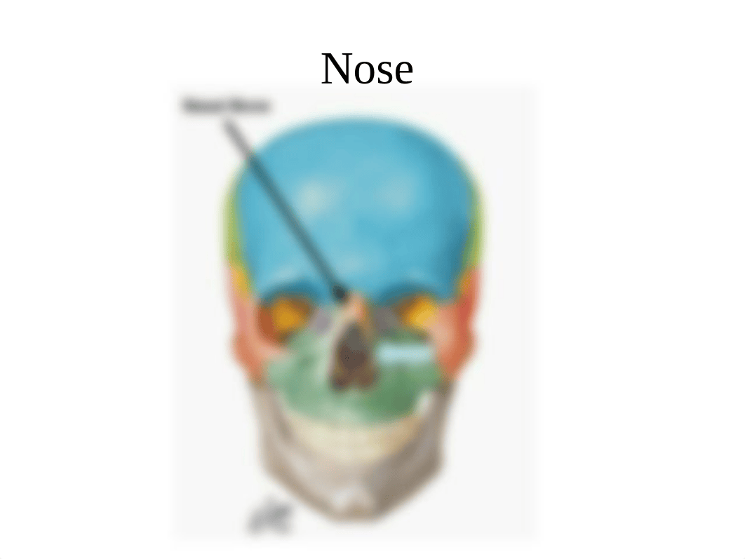 Exam #1 Anatomy Lecture Chapter 27.ppt_d4ci0pyy7f9_page4